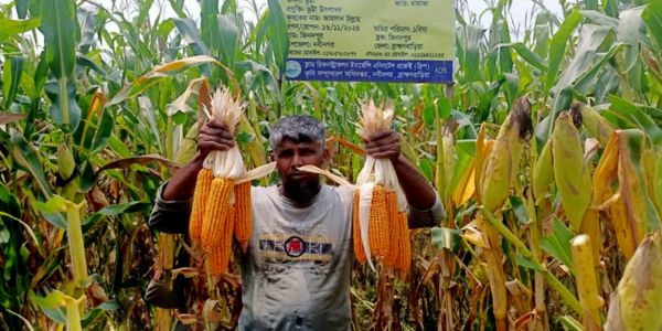 নবীনগরে ভুট্টা চাষে সফলতার স্বপ্ন বুনছেন কৃষকরা